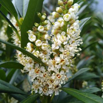 Prunus laurocerasus - Napoleon&reg; English Laurel