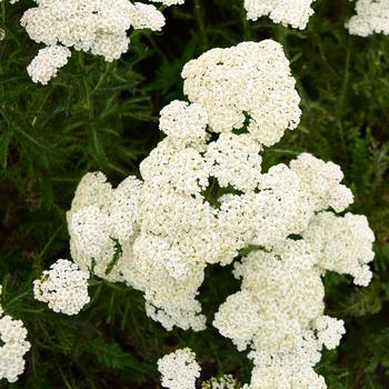 Achillea - 'Firefly Diamond' Yarrow