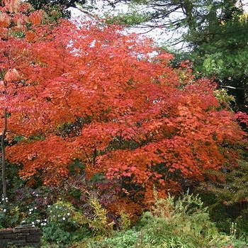 Acer circinatum - Vine Maple