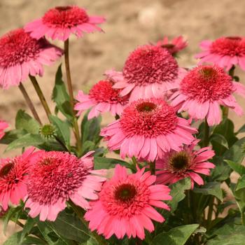Echinacea (Coneflower) - Double Coded&reg; 'Coral Cranberry'