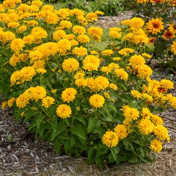 Heliopsis helianthoides - 'Rays for Days' False Sunflower