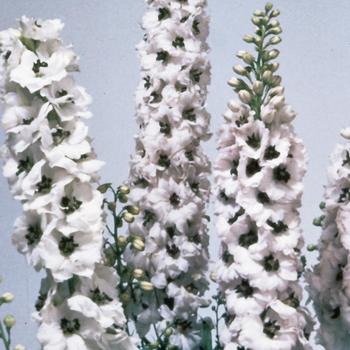 Delphinium elatum - 'Magic Fountains White/Dark Bee' Larkspur