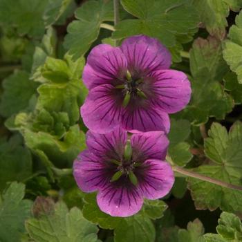 Geranium - 'Perfect Storm' Cranesbill