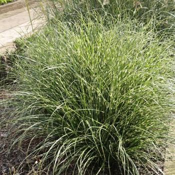 Miscanthus sinensis - 'Bandwidth' Japanese Silver Grass