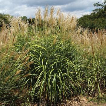 Miscanthus sinensis - 'My Fair Maiden&trade;' Maiden Grass