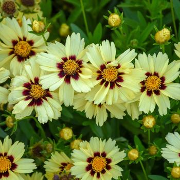 Coreopsis (Tickseed) - UpTick&trade; 'Cream & Red'