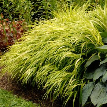 Hakonechloa macra - 'All Gold' Japanese Forest Grass