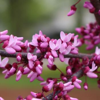 Cercis canadensis - Midnight Express&reg; Redbud
