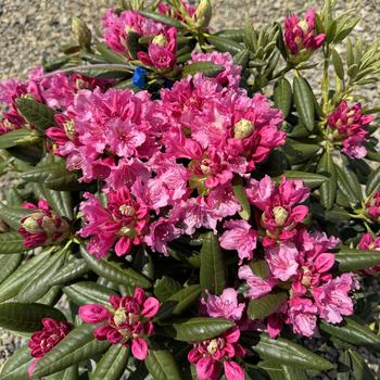 Rhododendron - 'Haaga'