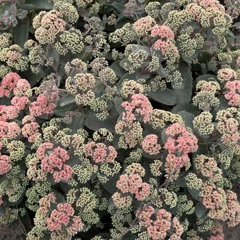 Sedum (Stonecrop) - Rock 'N Grow&reg; 'Coraljade'