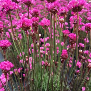 Armeria maritima - Sea Thrift, Assorted