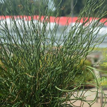 Juncus effusus - 'Big Twister' Rush