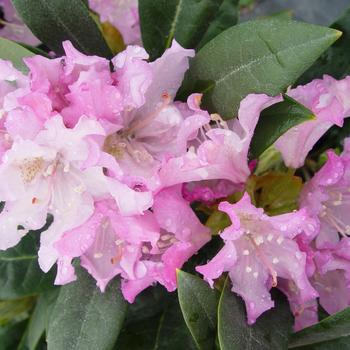 Rhododendron - 'Pohjolas Daughter' Azalea