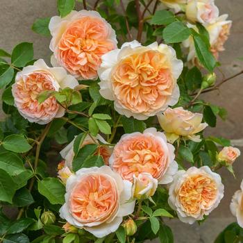 Rosa - Bathsheba&trade; English Climbing Rose