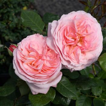 Rosa - Martha Stewart&trade; Hybrid Tea Rose