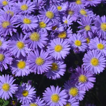 Aster - Kickin&reg; 'Sapphire'