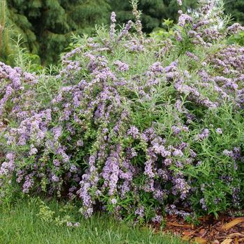 Buddleia alternifolia - Mop Top&reg; Butterfly Bush