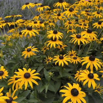 Rudbeckia fulgida var. sulivanttii - 'Goldblitz' Black-Eyed Susan