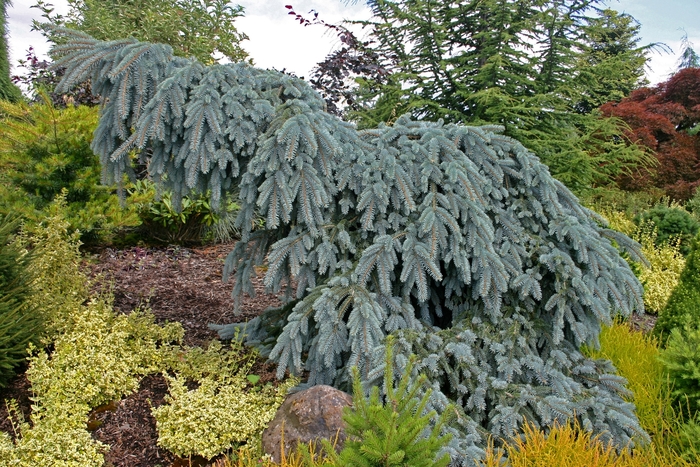 'The Blues' Weeping Blue Spruce - Picea pungens from Paradise Acres Garden Center