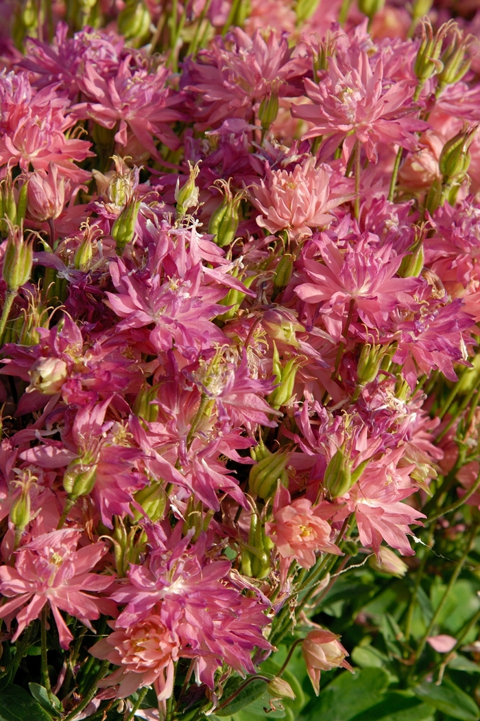 Clementine&trade; 'Salmon Rose' - Aquilegia vulgaris (Columbine) from Paradise Acres Garden Center