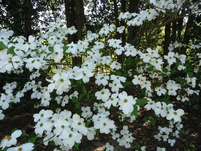 Flowering Dogwood - Cornus from Paradise Acres Garden Center