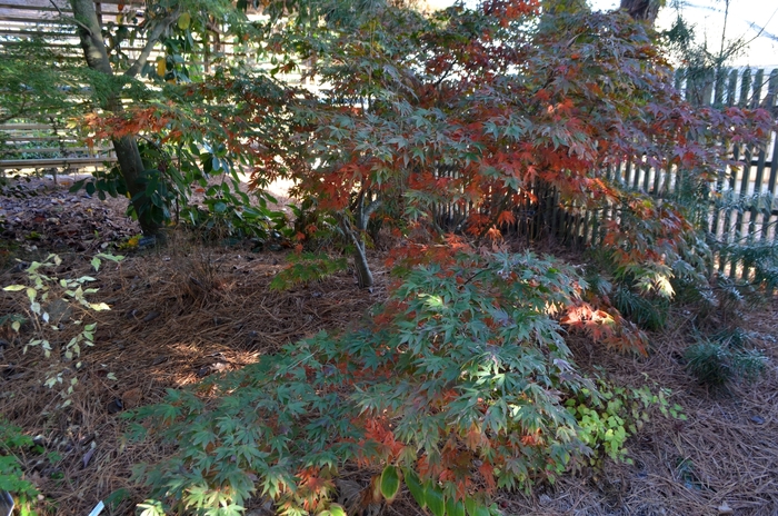 'Oregon Sunset' Japanese Maple - Acer palmatum from Paradise Acres Garden Center