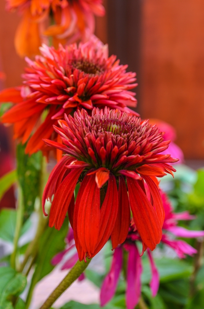 Double Scoop&trade; 'Raspberry' - Echinacea (Coneflower) from Paradise Acres Garden Center