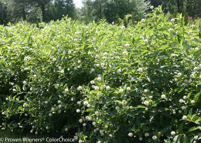 'Sugar Shack&reg;' Buttonbush - Cephalanthus occidentalis from Paradise Acres Garden Center