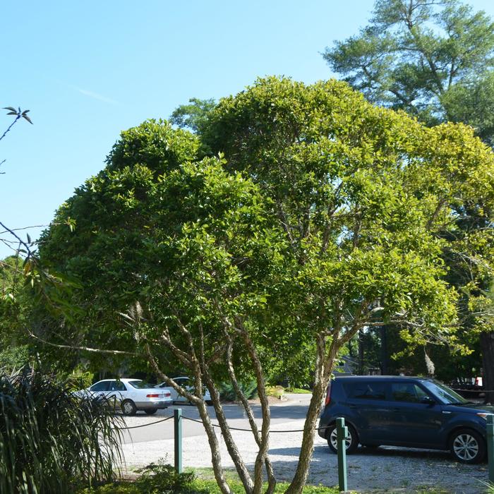 Fox Valley™ 'Little King' - Betula nigra (River Birch) from Paradise Acres Garden Center