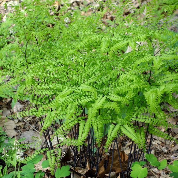 Northern Maidenhair Fern - Adiantum pedatum from Paradise Acres Garden Center